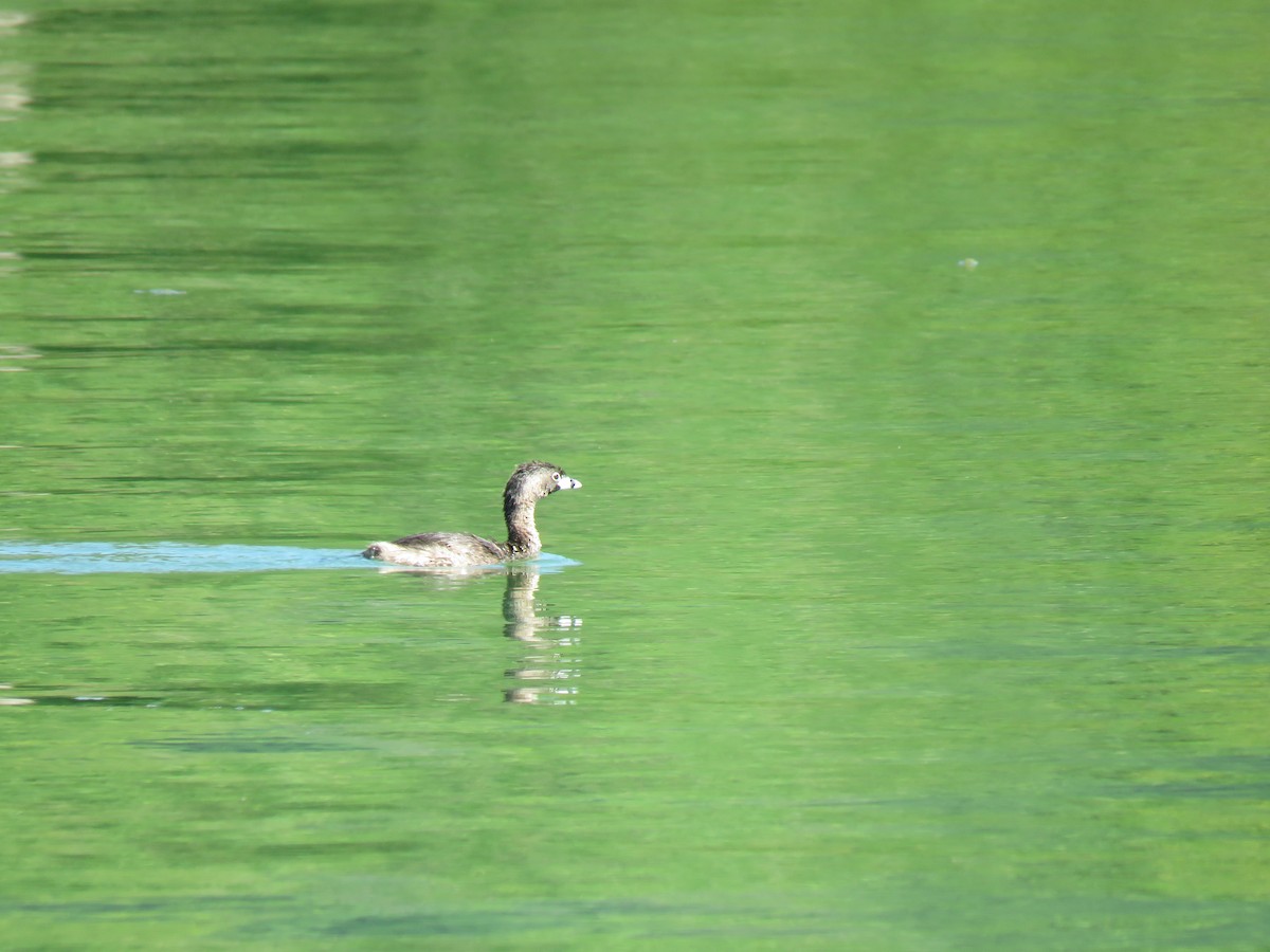 Pied-billed Grebe - Kayley Dillon