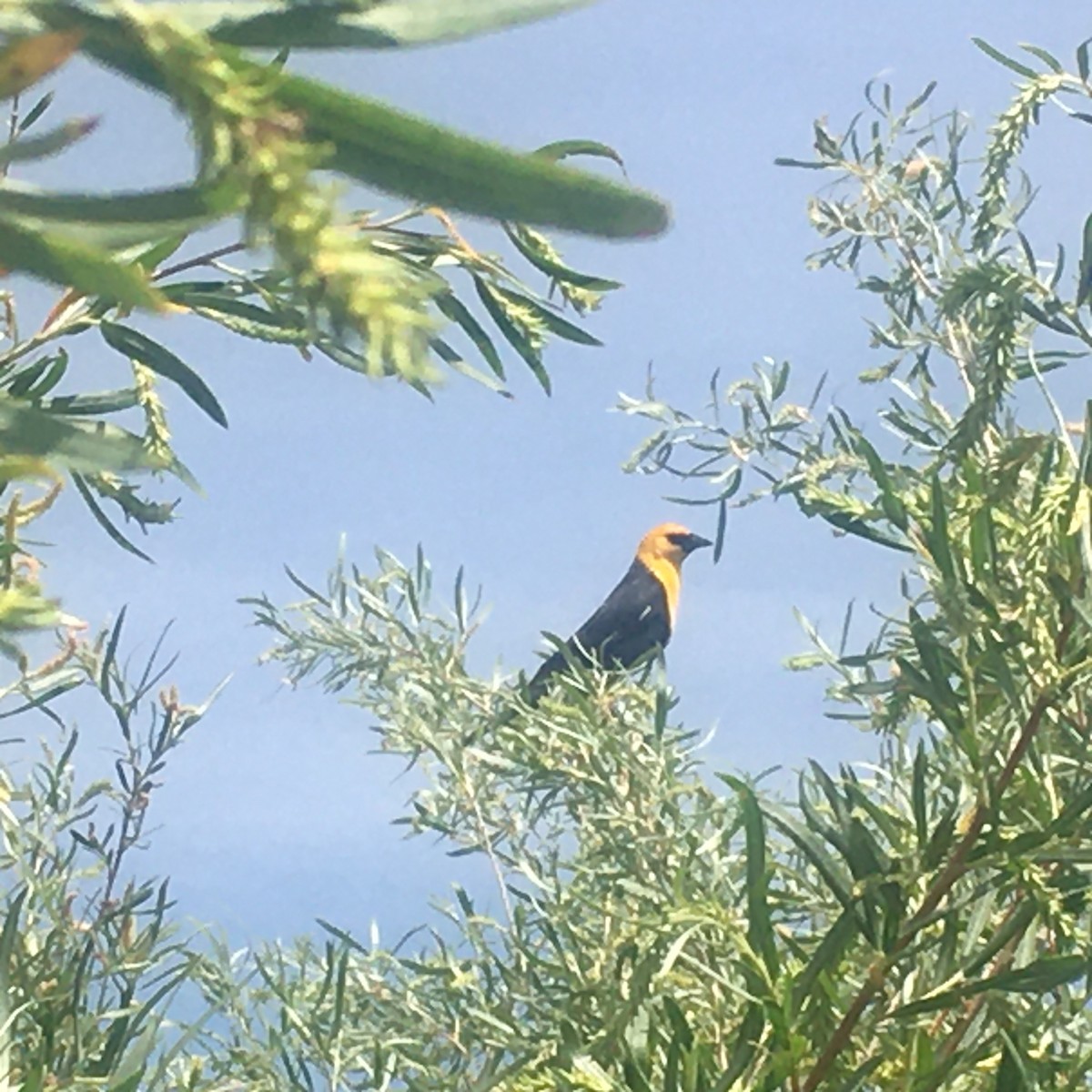 Yellow-headed Blackbird - Suzanne Quigley