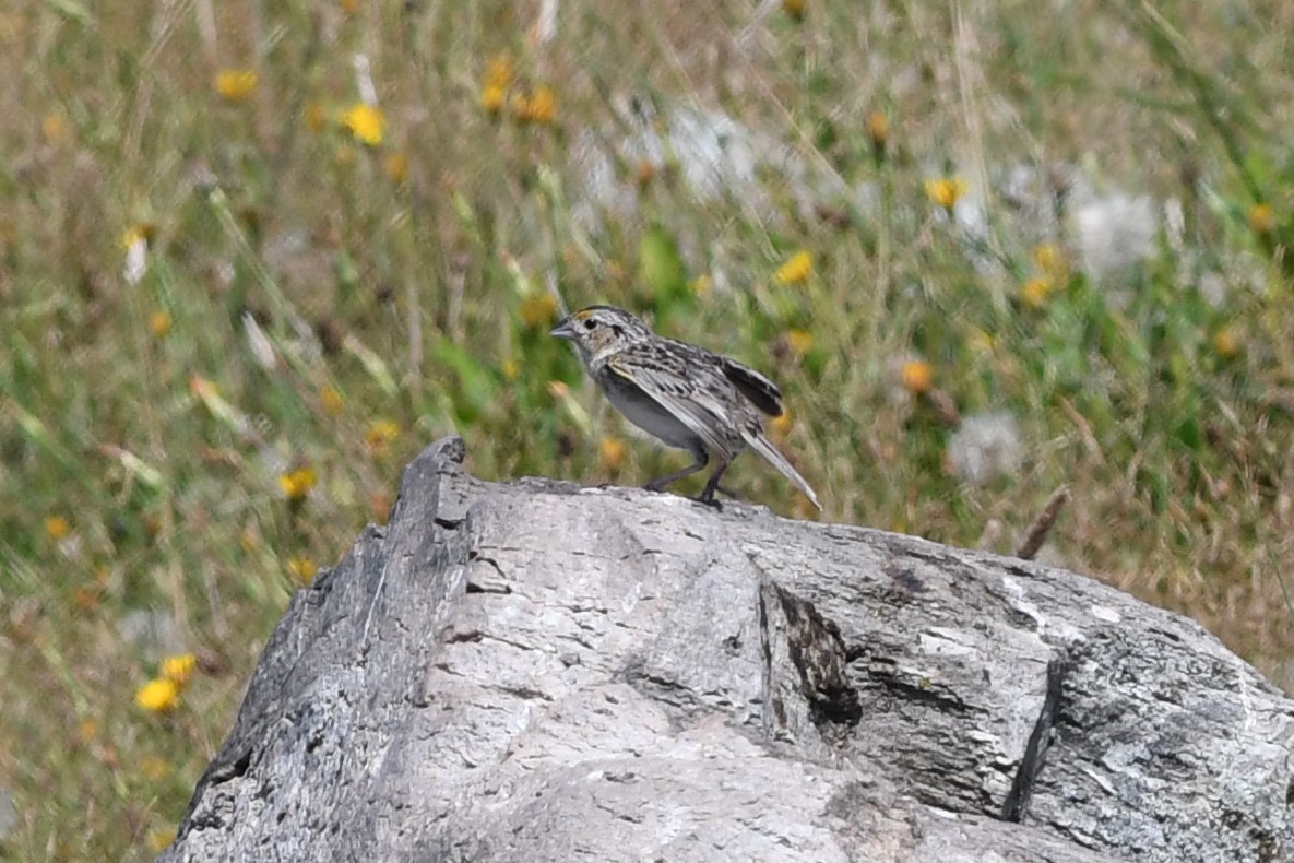 Grasshopper Sparrow - ML250169931