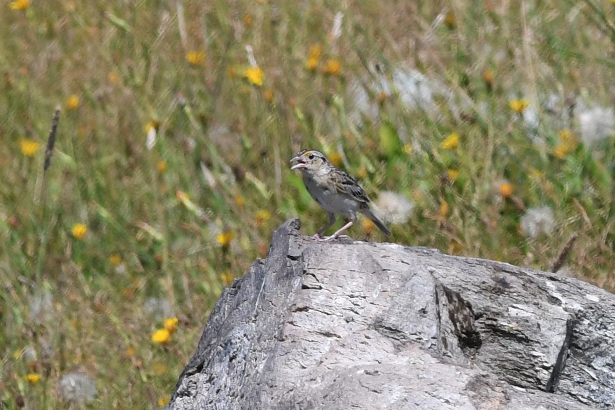 Grasshopper Sparrow - ML250169941