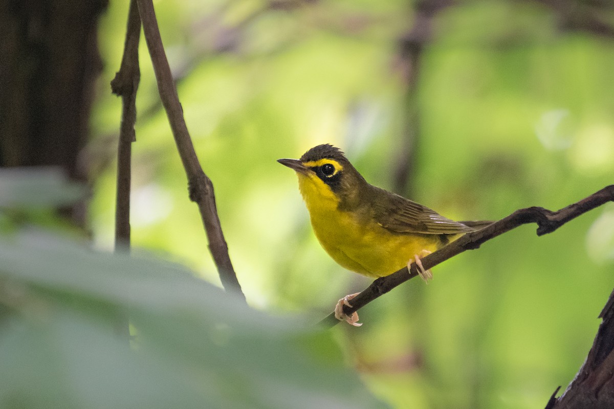 Kentucky Warbler - ML250170901