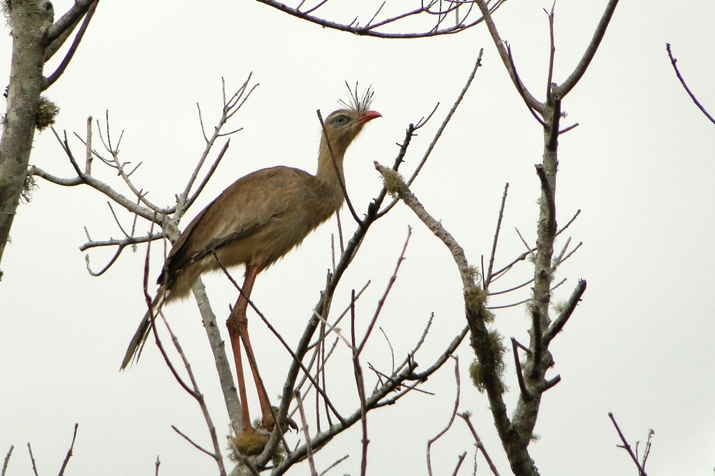 Red-legged Seriema - ML250173021