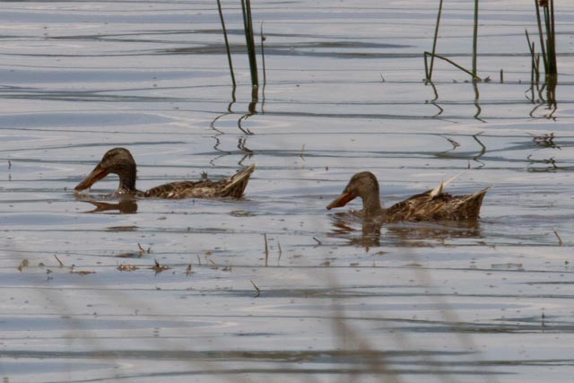 Northern Shoveler - ML250173431