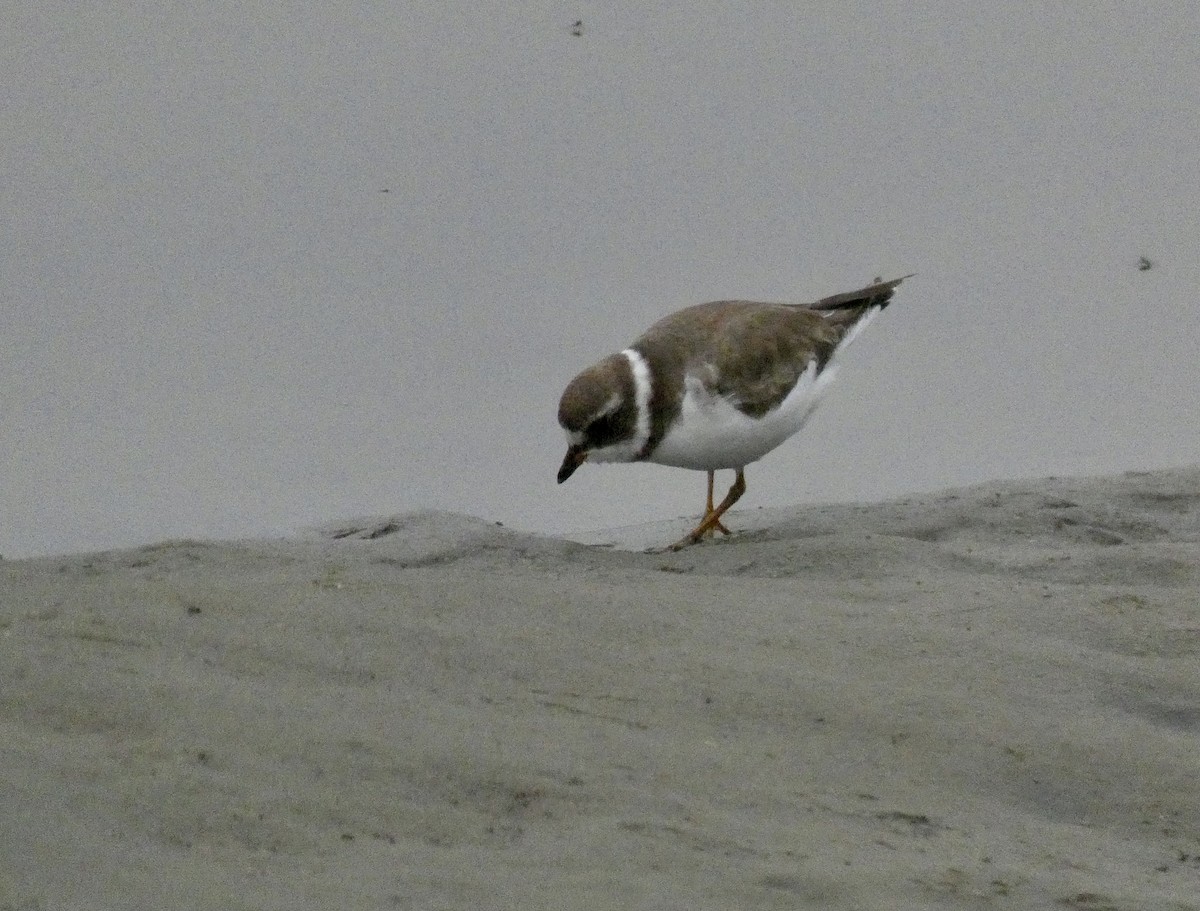 Semipalmated Plover - John Callender