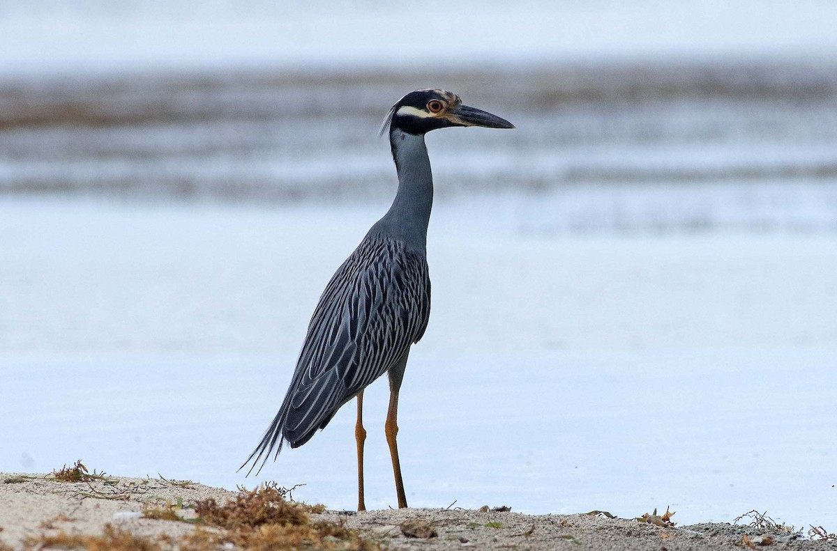 Yellow-crowned Night Heron - ML250174491