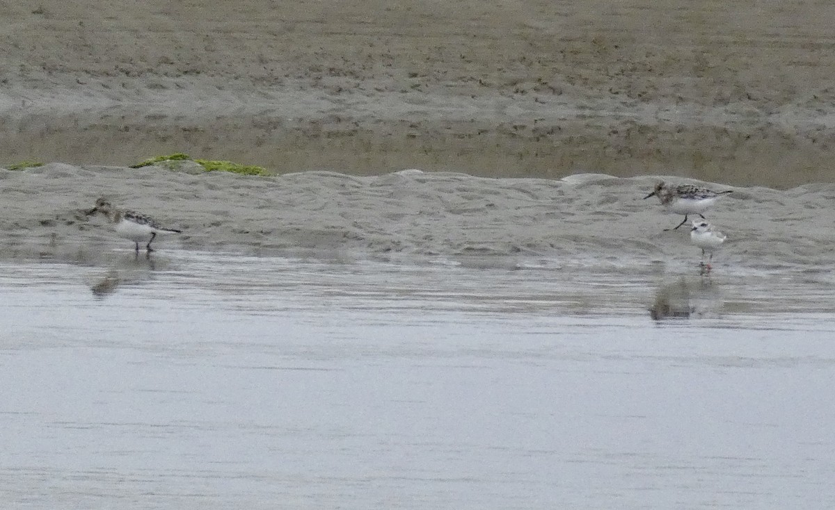 Bécasseau sanderling - ML250175391