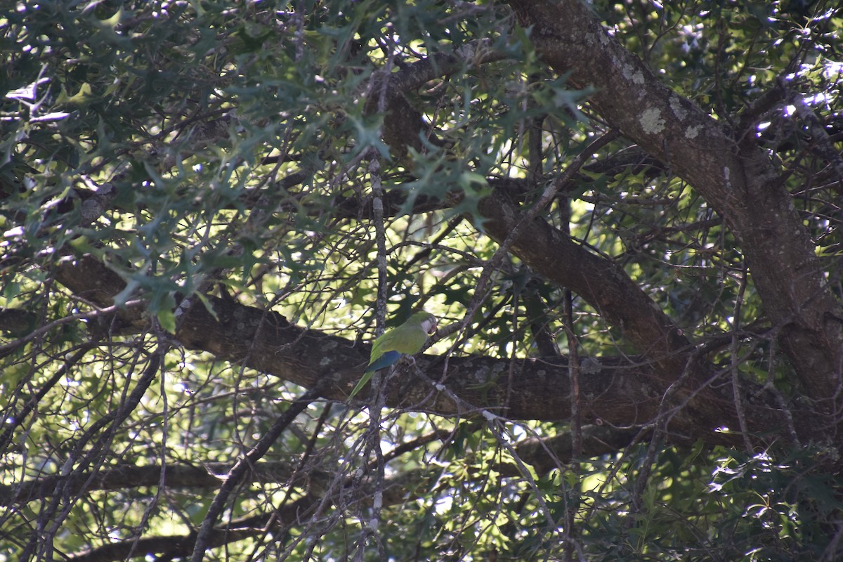 Monk Parakeet - ML250175871