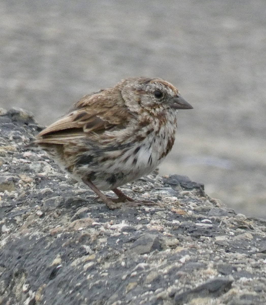 Song Sparrow - ML250176081