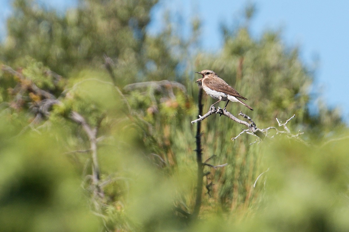 Northern Wheatear - ML250176581