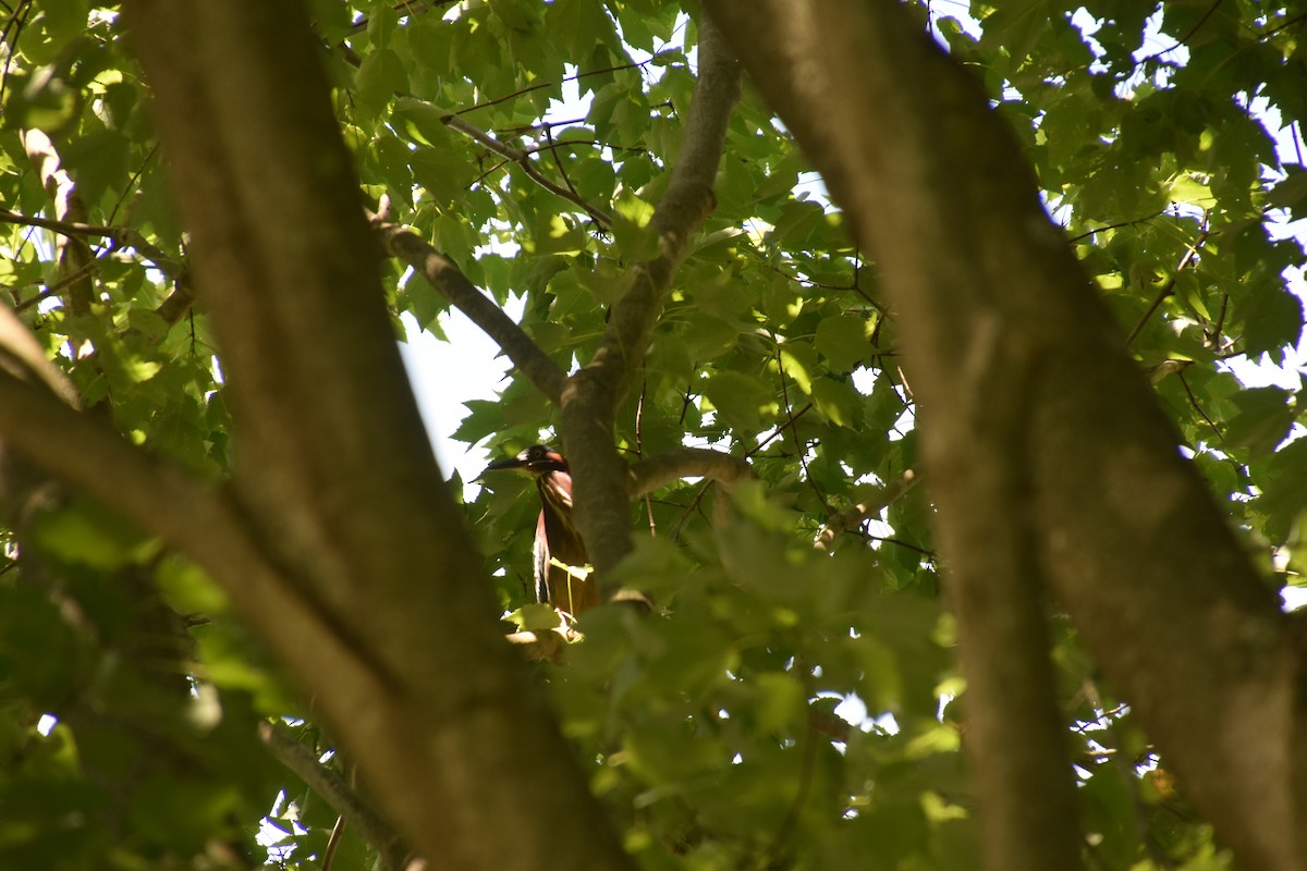 Green Heron - ML250177061