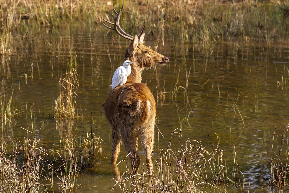 Eastern Cattle Egret - ML250177401