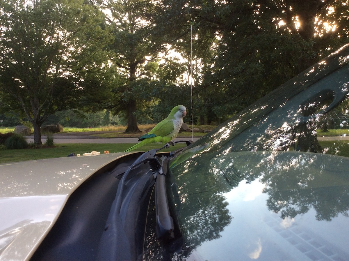 Monk Parakeet - ML250178351
