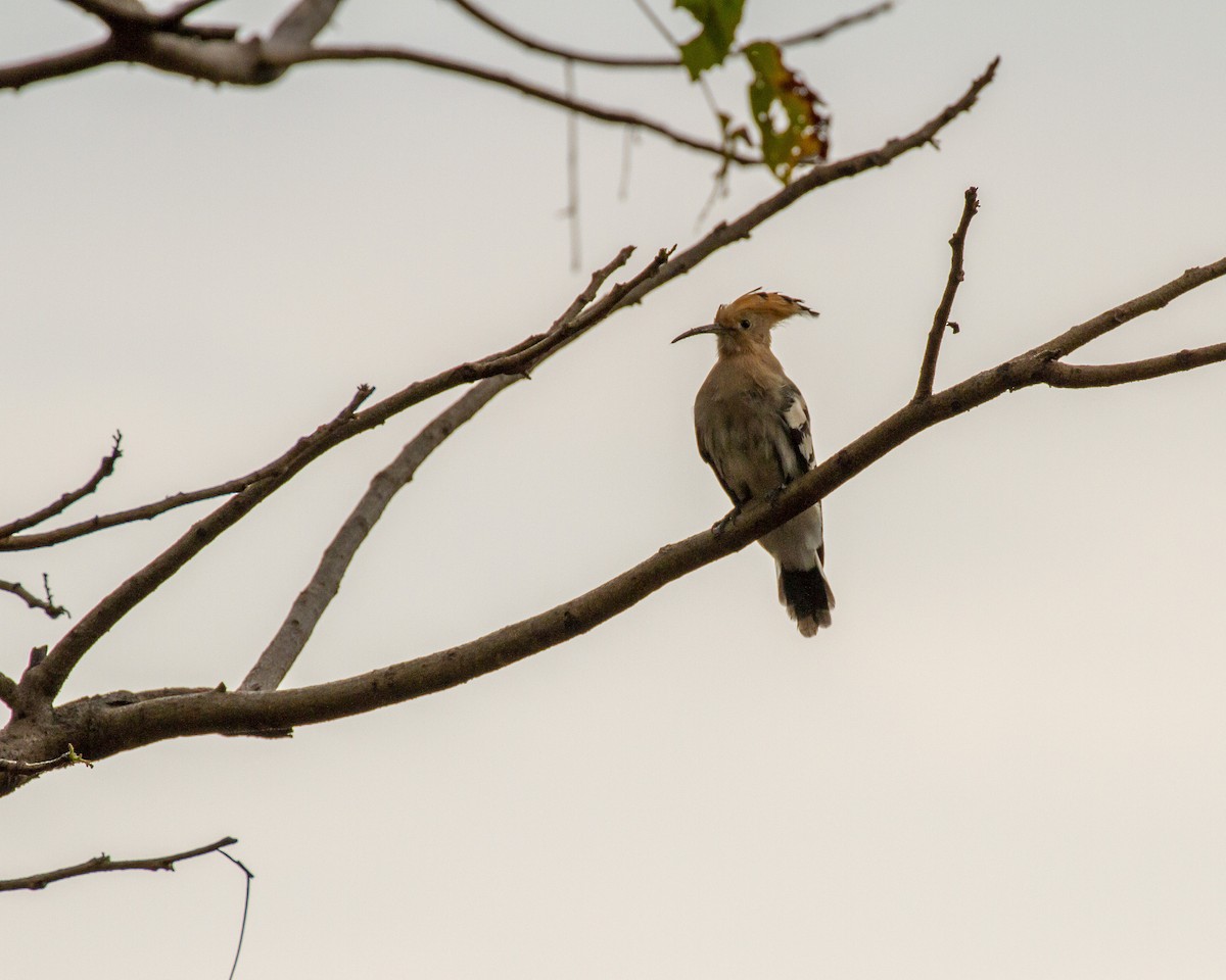 Eurasian Hoopoe - ML250179521