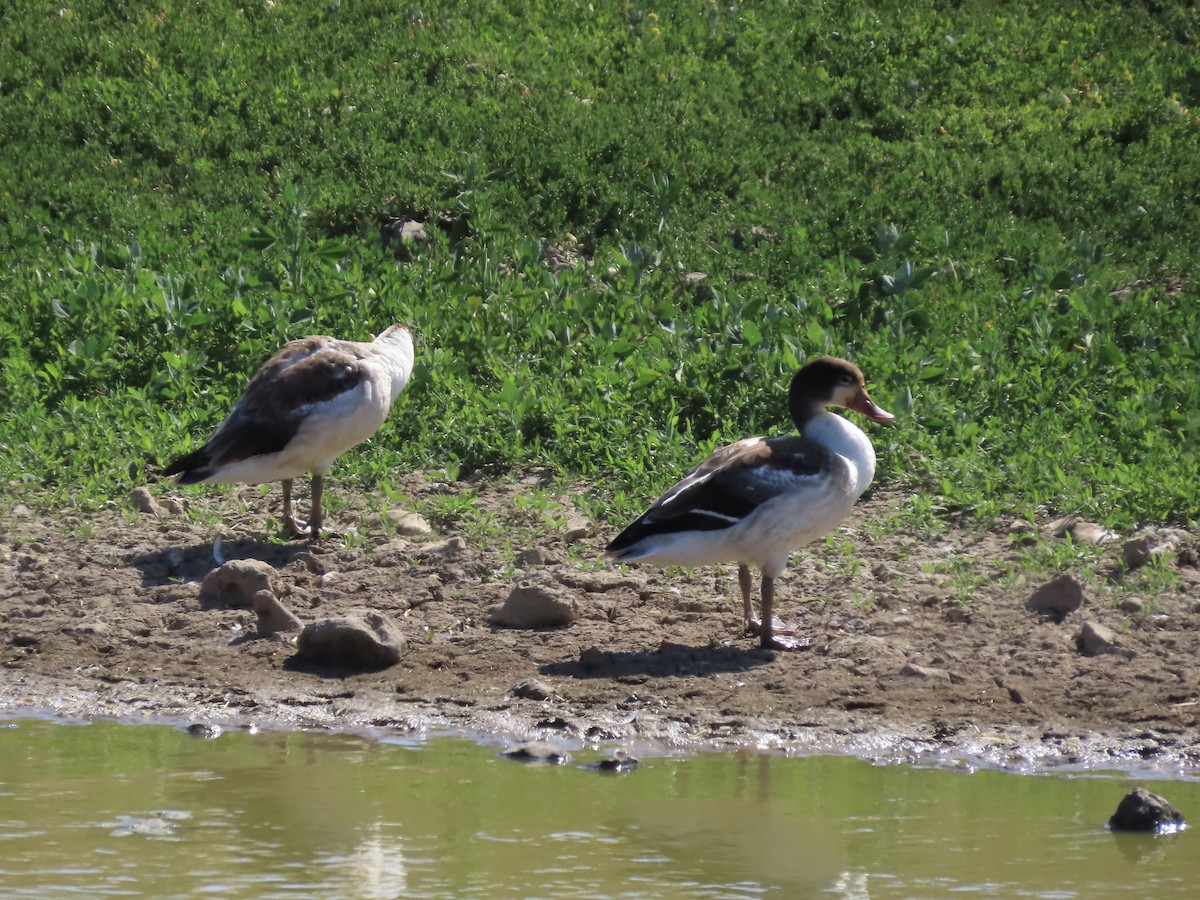 Common Shelduck - ML250179861