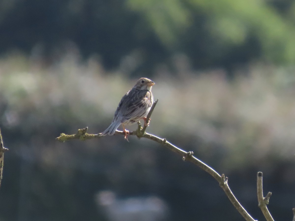 Corn Bunting - ML250179871