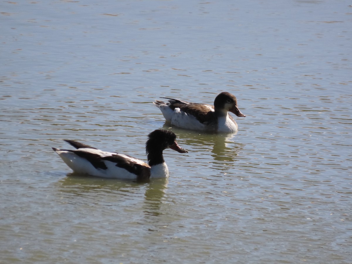 Common Shelduck - David Campbell