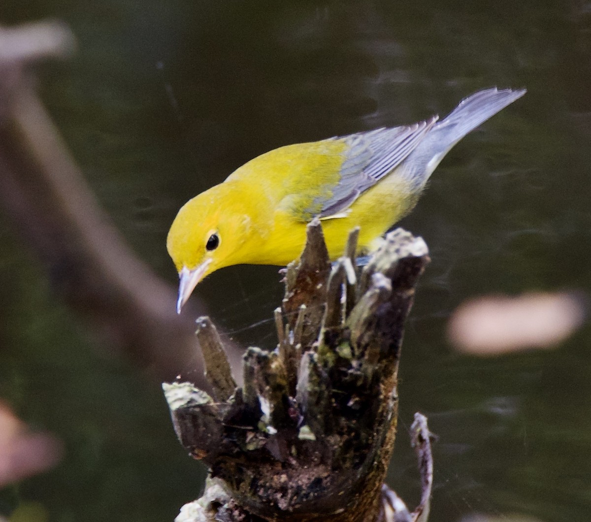 Prothonotary Warbler - ML250179961
