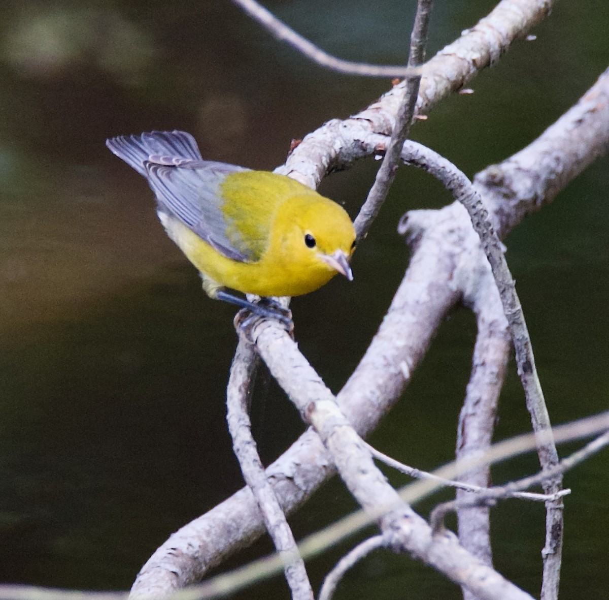 Prothonotary Warbler - ML250179971