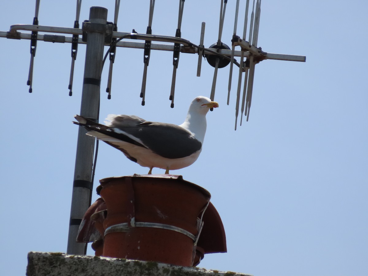 Lesser Black-backed Gull - David Campbell