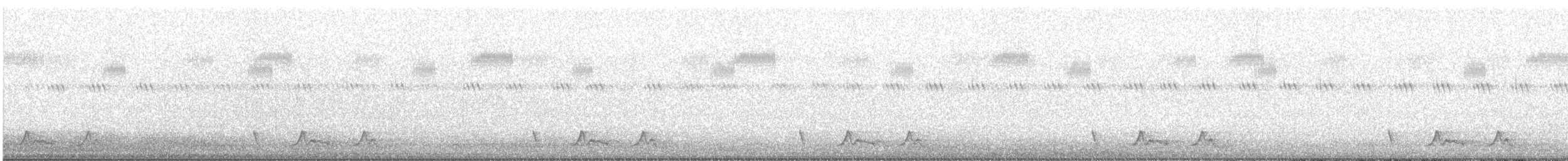 Carolinanachtschwalbe - ML250181271