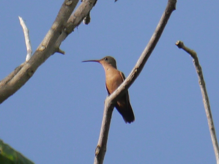 Cinnamon Hummingbird - ML250181711