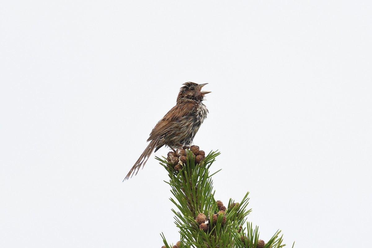 Song Sparrow (melodia/atlantica) - ML250184151