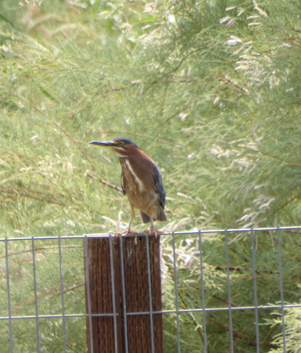 Green Heron - ML250185101