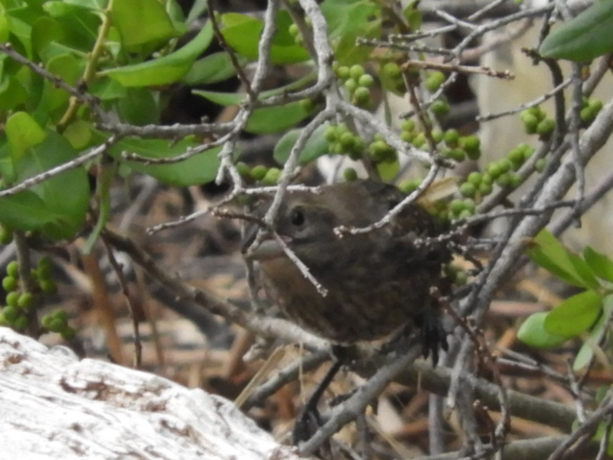 Brown-headed Cowbird - ML250185151