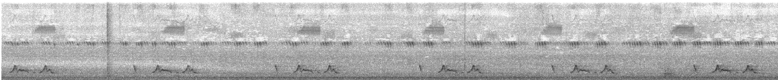 Carolinanachtschwalbe - ML250185161