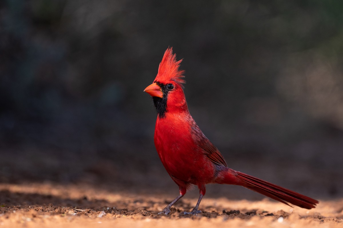 Northern Cardinal - ML250187751