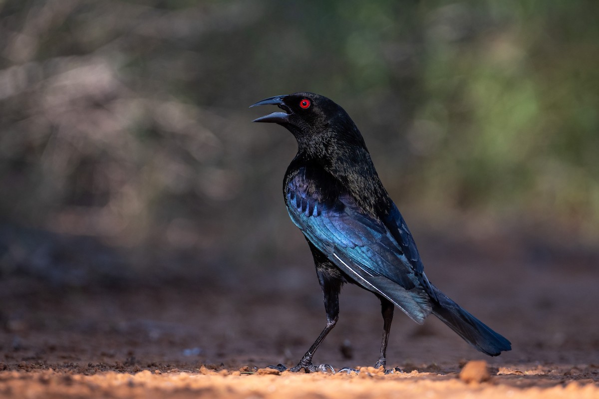 Bronzed Cowbird - ML250187791
