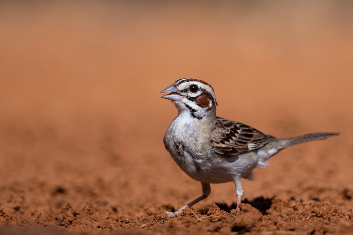 Lark Sparrow - ML250187801