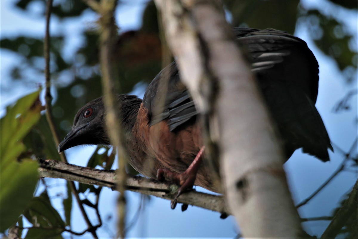 Sickle-winged Guan - ML250188351