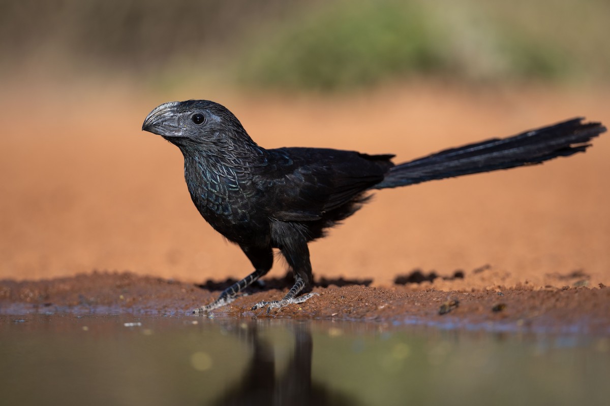 Groove-billed Ani - Suzie McCann