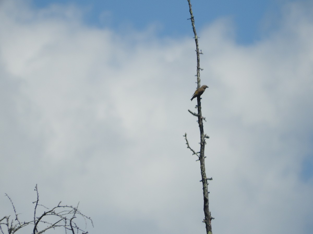 Red Crossbill (Northeastern or type 12) - ML250189271