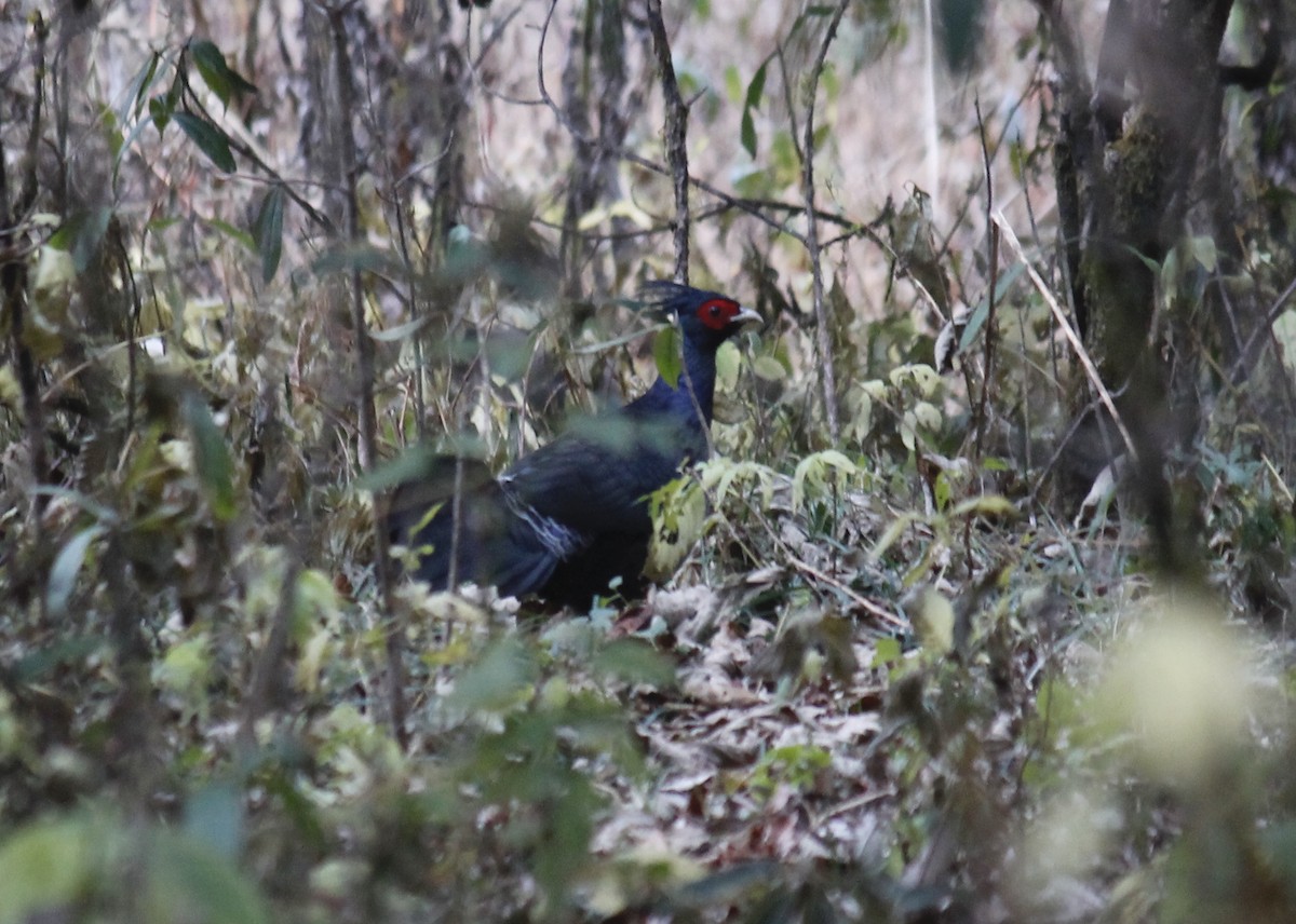 Kalij Pheasant - Stephan Lorenz