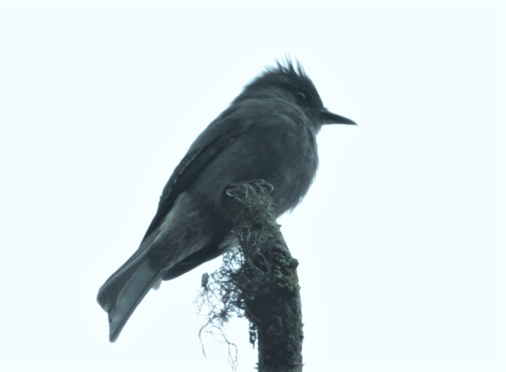 Smoke-colored Pewee - ML250189771