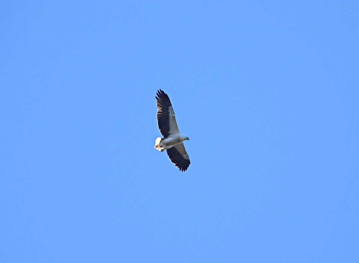 White-bellied Sea-Eagle - Chris Burwell