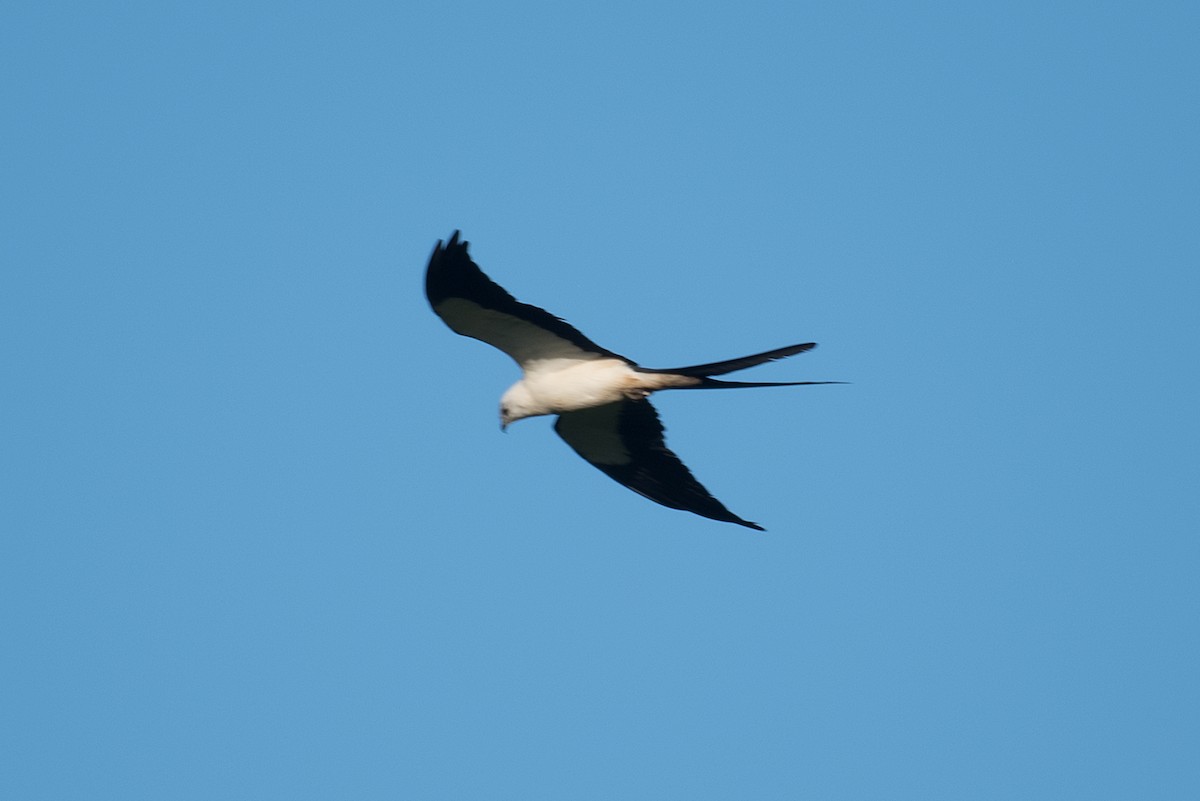 Swallow-tailed Kite - ML250192791