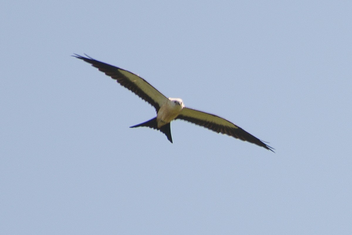 Swallow-tailed Kite - ML250192801