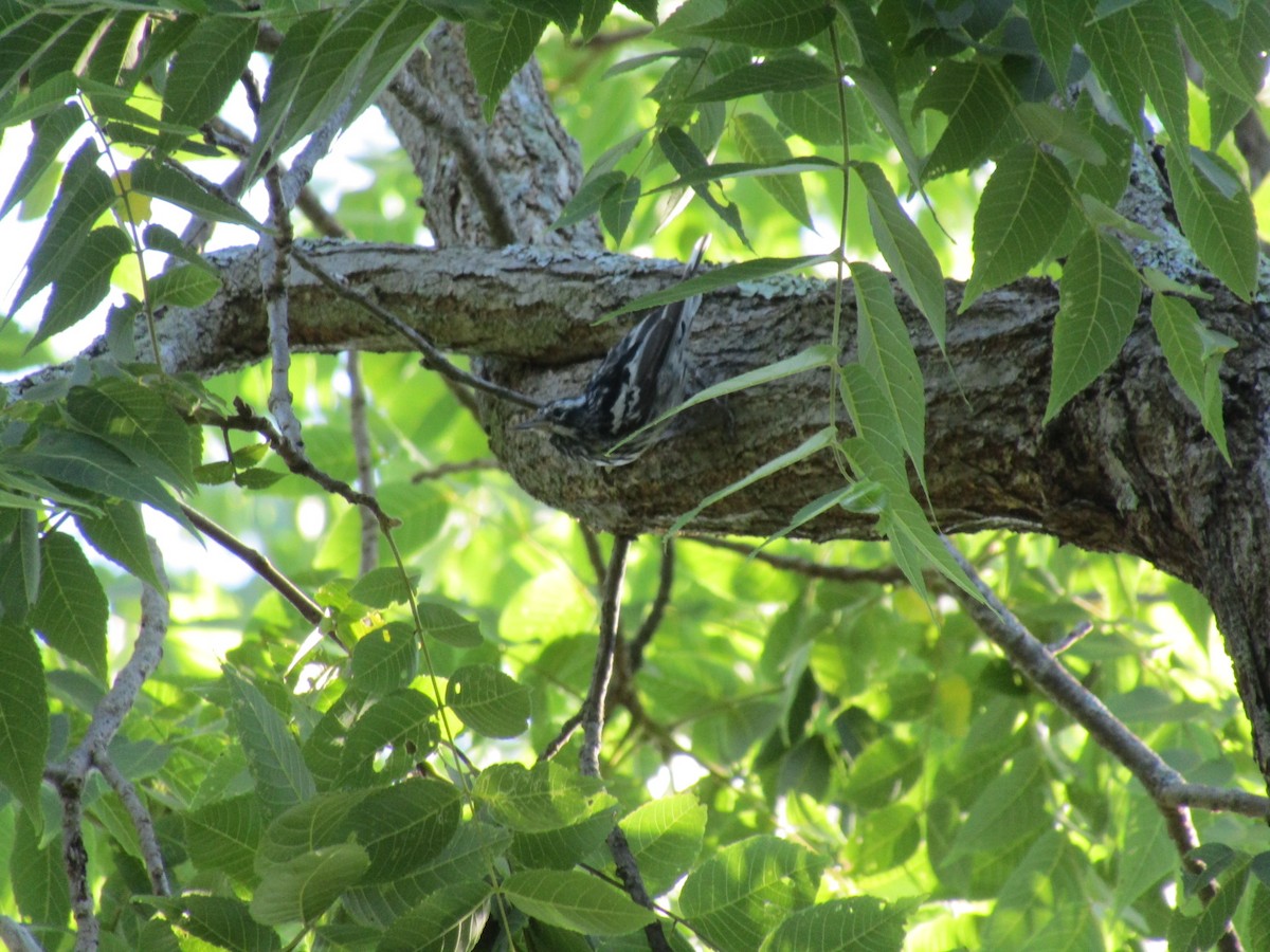 Black-and-white Warbler - ML250193411