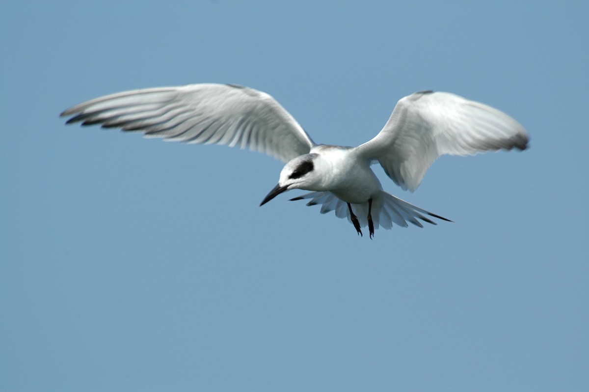 Forster's Tern - Nick  Kontonicolas