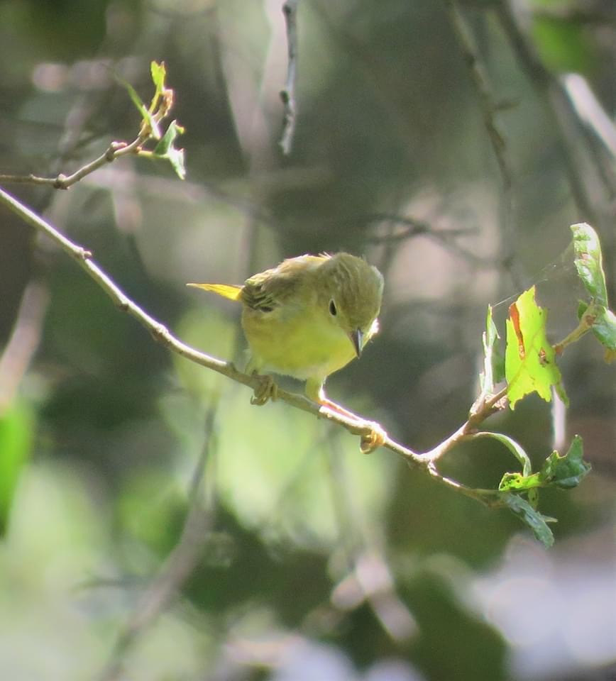 Yellow Warbler - ML250195331