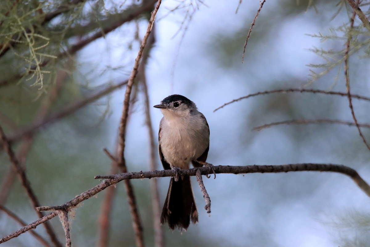 Black-tailed Gnatcatcher - Diana Spangler