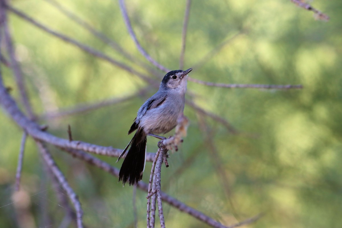 Black-tailed Gnatcatcher - Diana Spangler