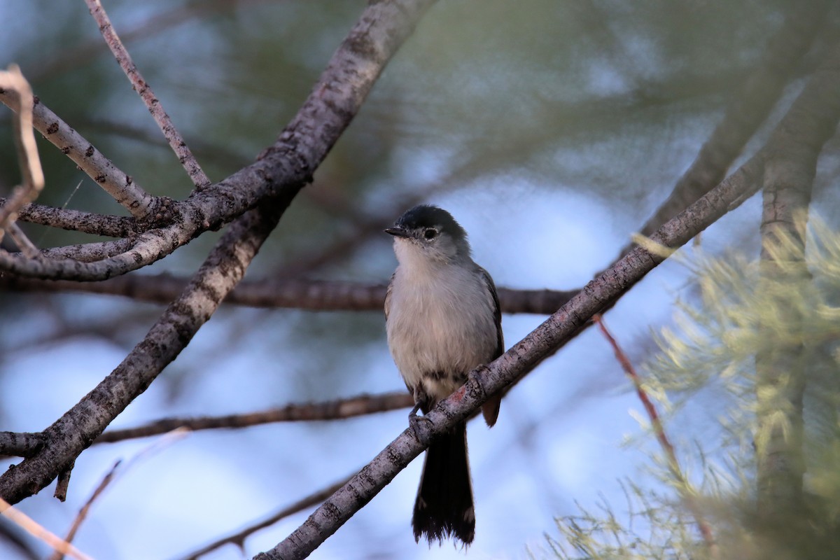 Black-tailed Gnatcatcher - Diana Spangler