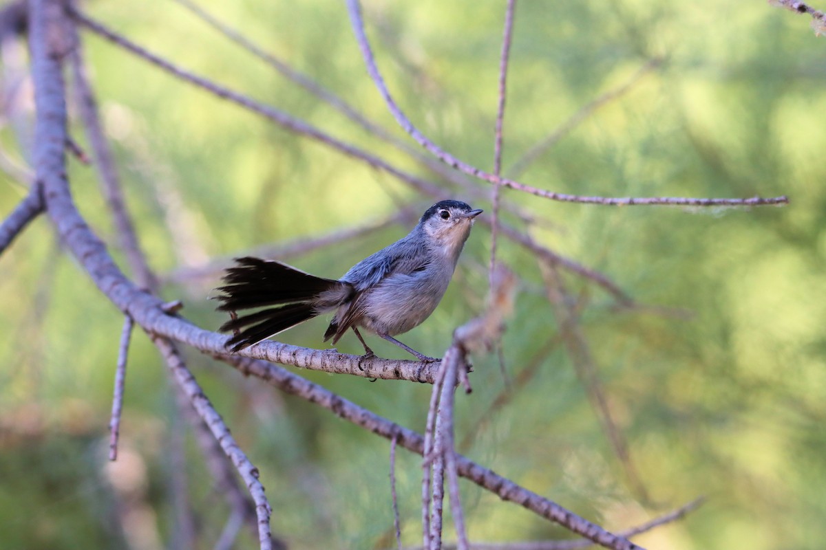 Black-tailed Gnatcatcher - Diana Spangler