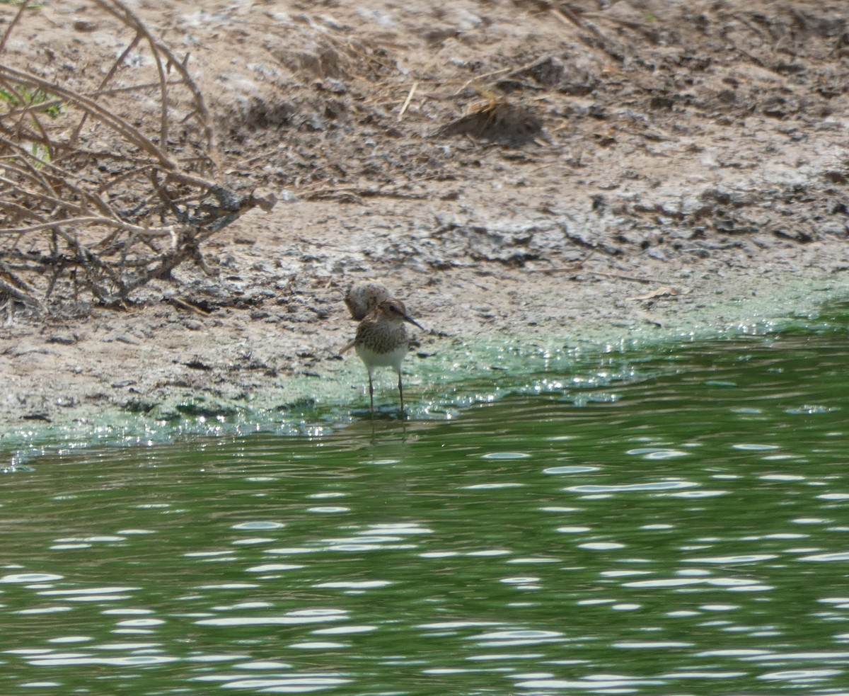 Least Sandpiper - ML250195701