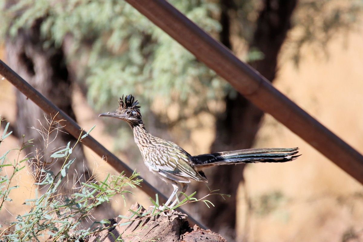 Greater Roadrunner - ML250196561