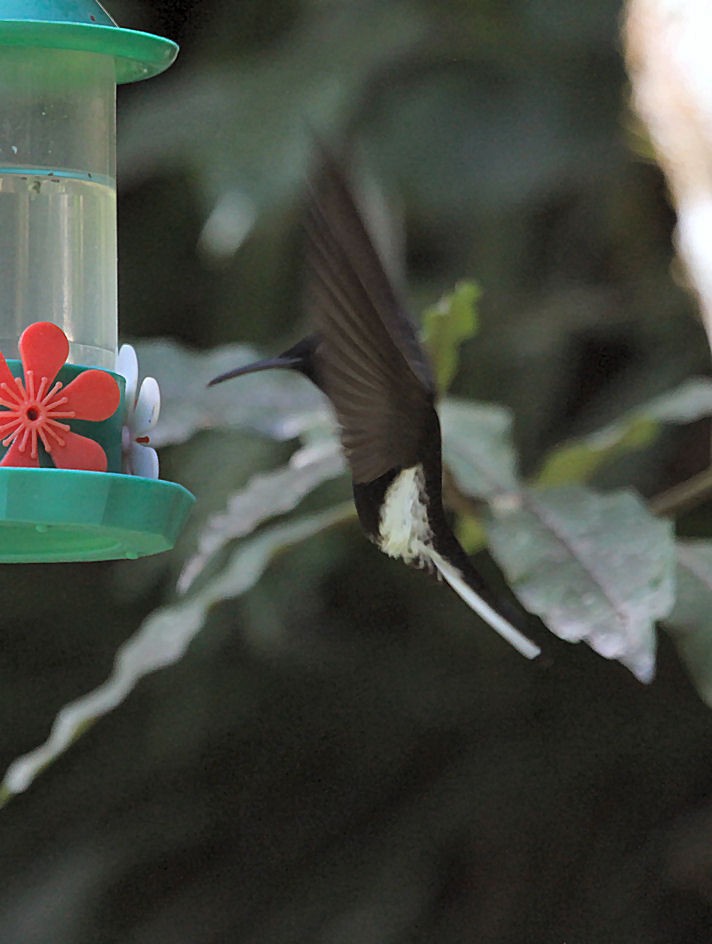 kolibřík černobílý - ML250198691